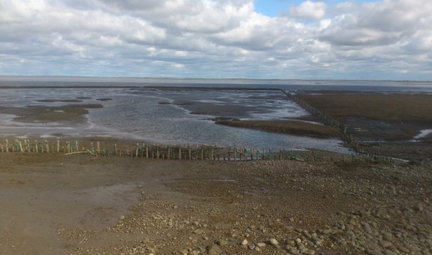 Der er ting, man skal se før de forsvinder. Vadehavet skal opleves mens det forsvinder.